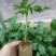木瓜树苗10~20cm