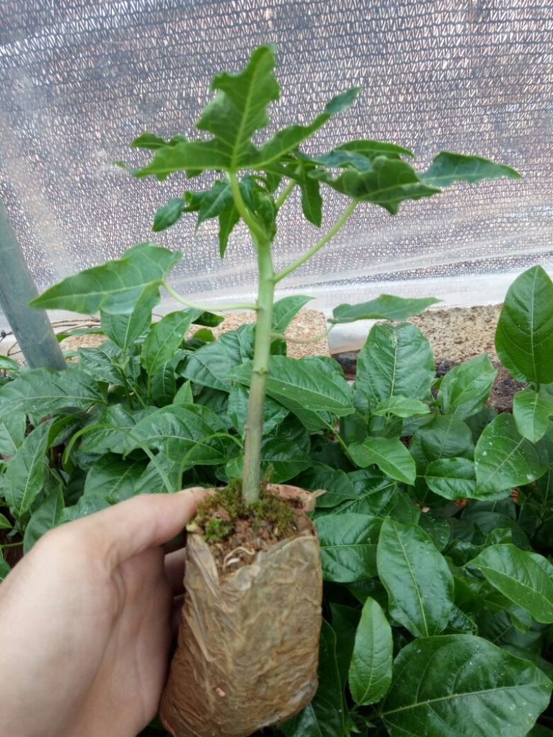 木瓜树苗10~20cm