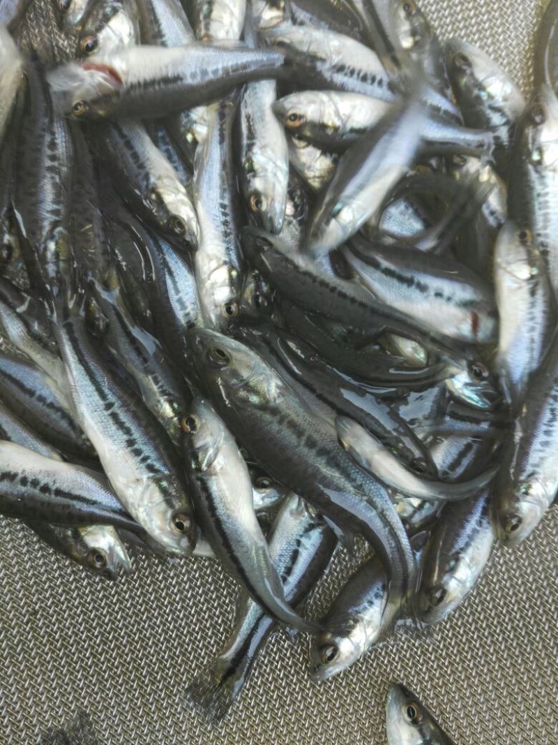 加州鲈鱼苗大口黑鲈，驯化食料优鲈苗，大量现货出售
