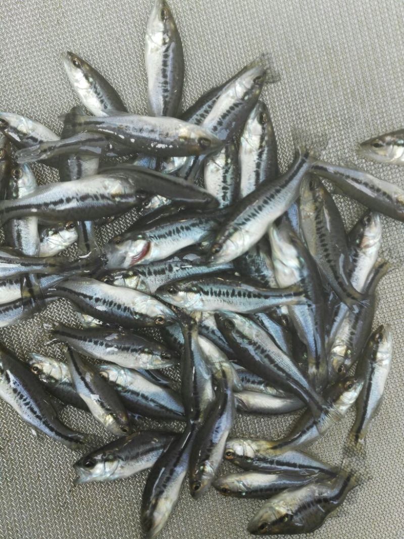 加州鲈鱼苗大口黑鲈，驯化食料优鲈苗，大量现货出售