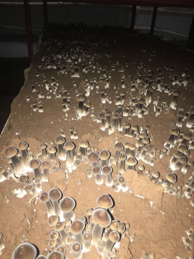 黑皮鸡枞菌菌棒工厂直销基地直销菌包供应