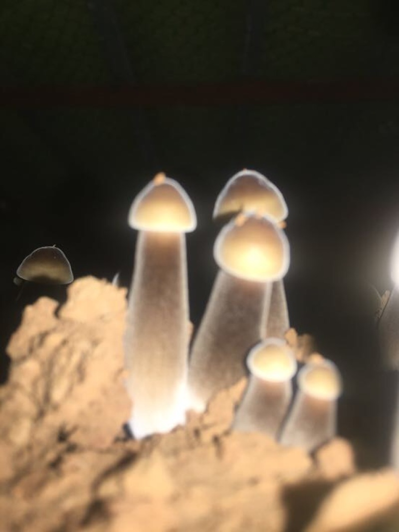 黑皮鸡枞菌菌棒工厂直销基地直销菌包供应