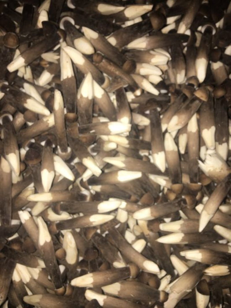 黑皮鸡枞菌菌棒工厂直销基地直销菌包供应