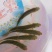 青鱼苗田螺鱼，黑鲩苗，黑鲩鱼苗，大量现货出售