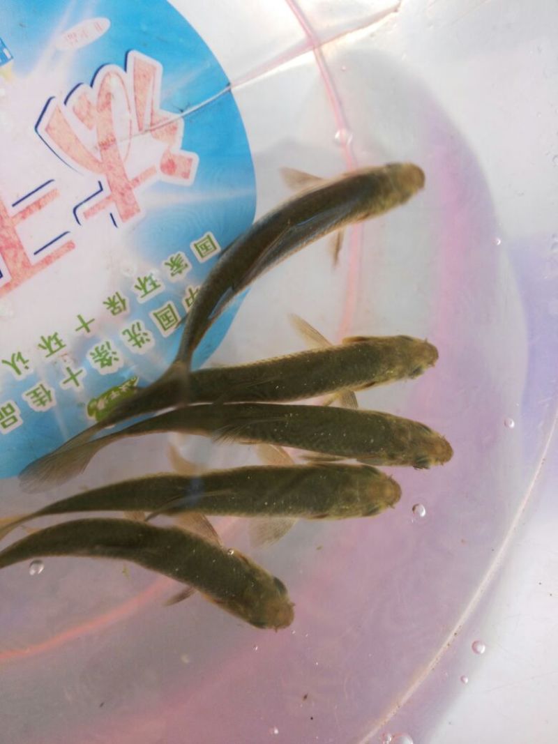 青鱼苗田螺鱼，黑鲩苗，黑鲩鱼苗，大量现货出售