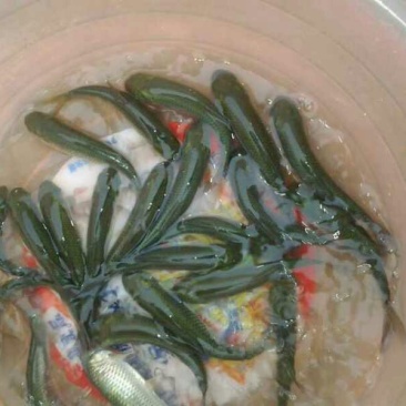 青鱼苗田螺鱼，黑鲩苗，黑鲩鱼苗，大量现货出售