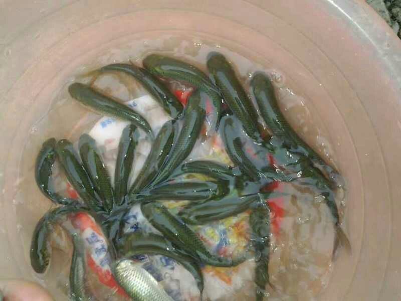 青鱼苗田螺鱼，黑鲩苗，黑鲩鱼苗，大量现货出售