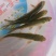 青鱼苗田螺鱼，黑鲩苗，黑鲩鱼苗，大量现货出售