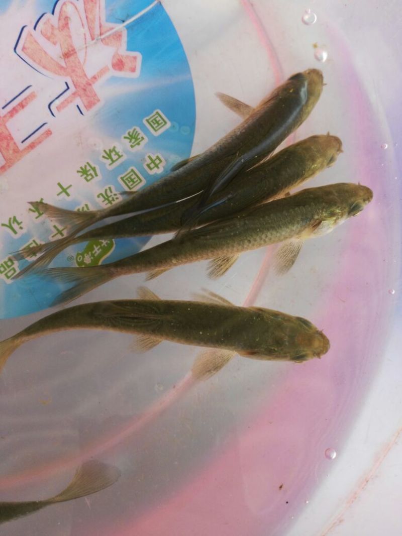青鱼苗田螺鱼，黑鲩苗，黑鲩鱼苗，大量现货出售