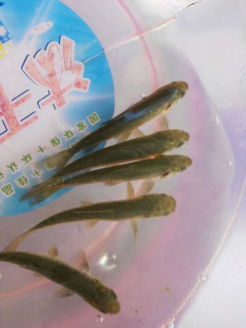 青鱼苗田螺鱼，黑鲩苗，黑鲩鱼苗，大量现货出售
