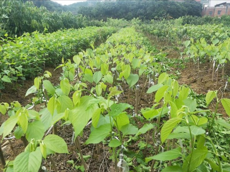 长果桑树苗40~50cm