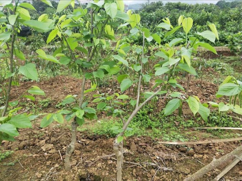长果桑树苗40~50cm