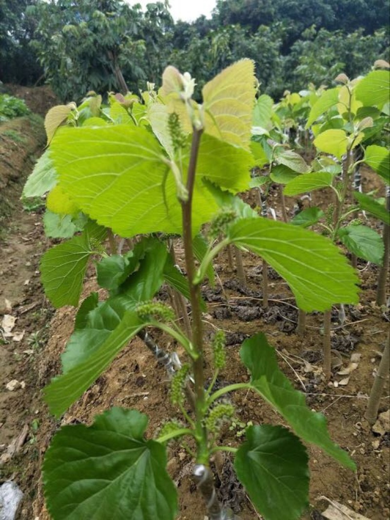 长果桑树苗40~50cm