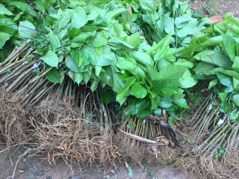 长果桑树苗40~50cm