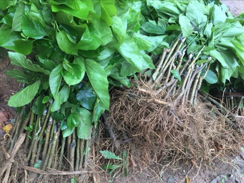 长果桑树苗40~50cm