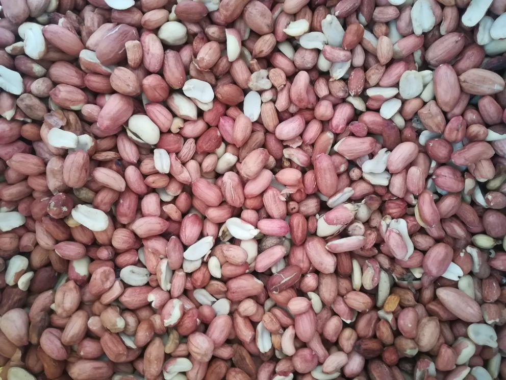 鲁花19号花生籽仁特写对比图
