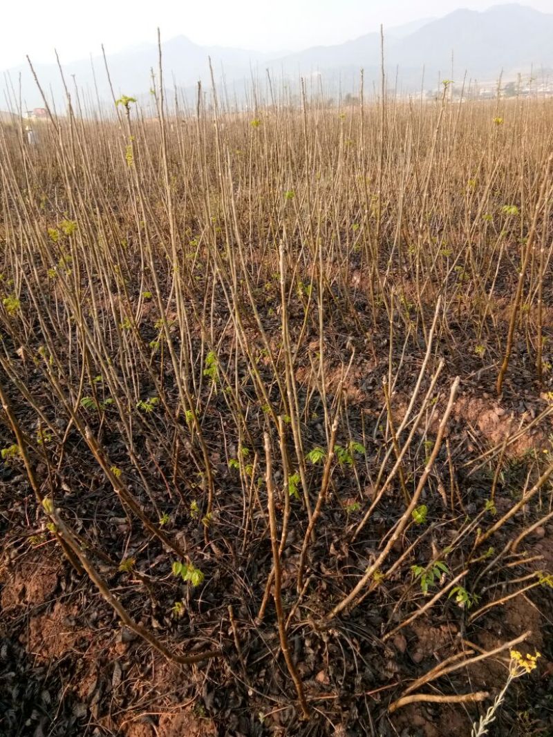 核桃苗50~100cm1~2年