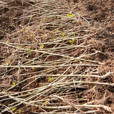 核桃苗50~100cm1~2年