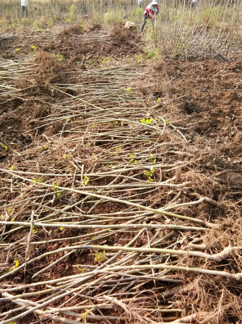 核桃苗50~100cm1~2年