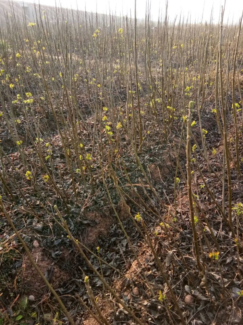 核桃苗50~100cm1~2年