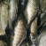 鲫鱼垂钓