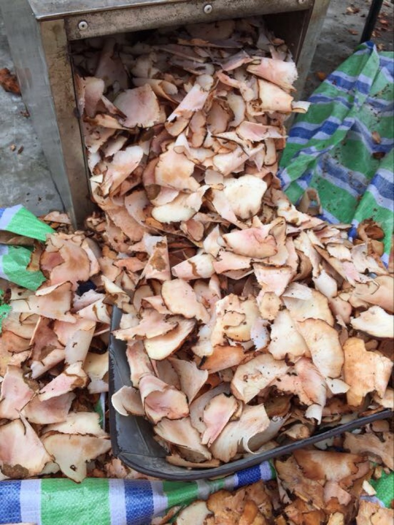 四川云南野生鲜土茯苓红白肉变色龙单个半斤起大量批发