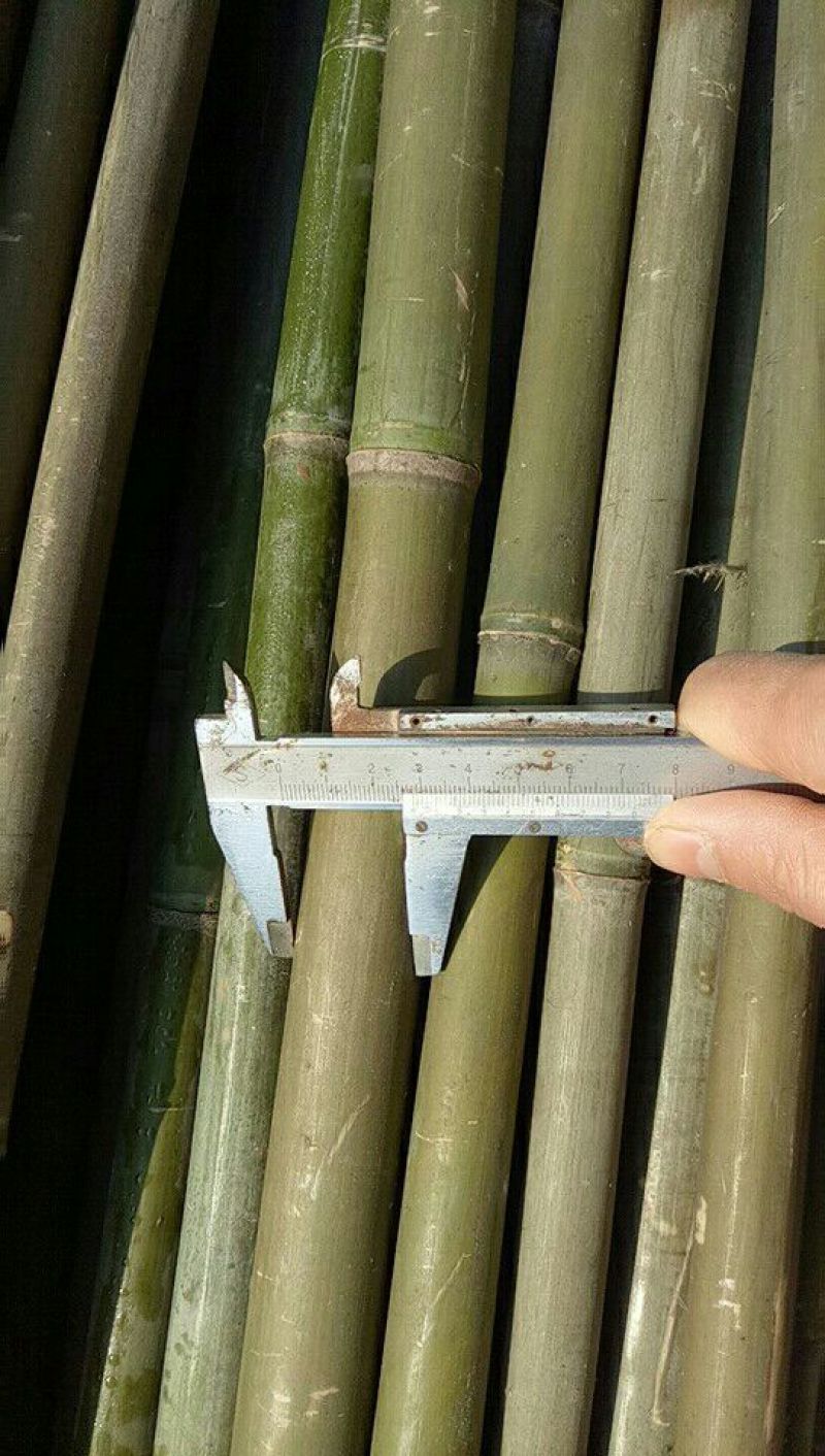 毛竹西红柿架2~3cm2~3米