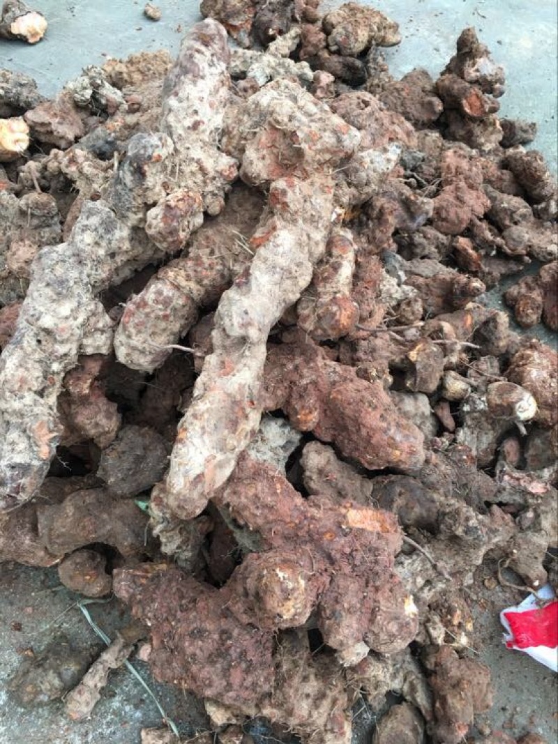 四川云南野生鲜土茯苓红白肉变色龙单个半斤起大量批发