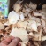 四川云南野生鲜土茯苓红白肉变色龙单个半斤起大量批发