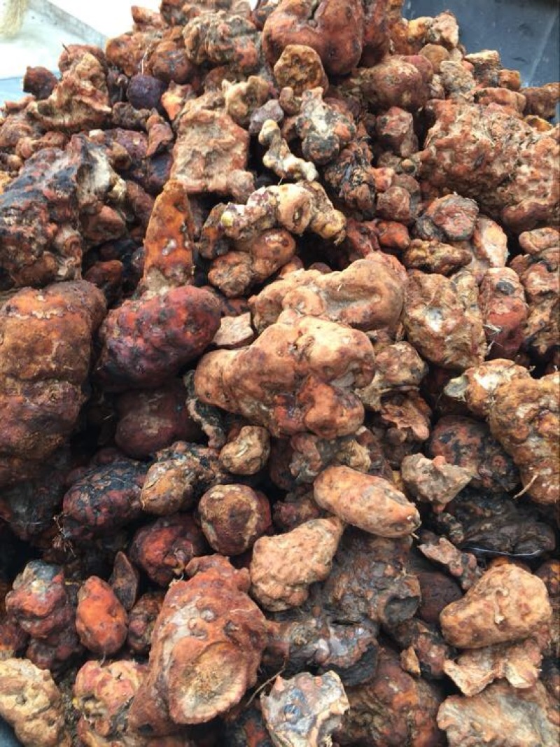四川云南野生鲜土茯苓红白肉变色龙单个半斤起大量批发
