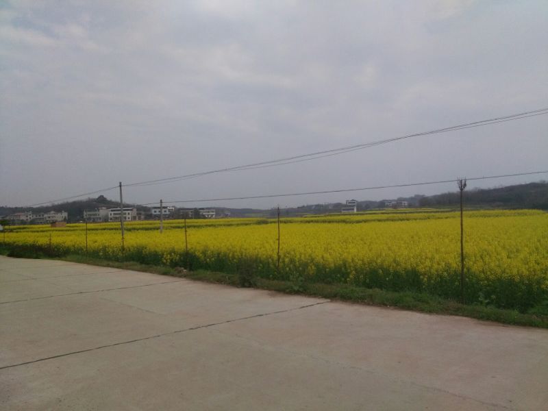 甘蓝型油菜籽1级