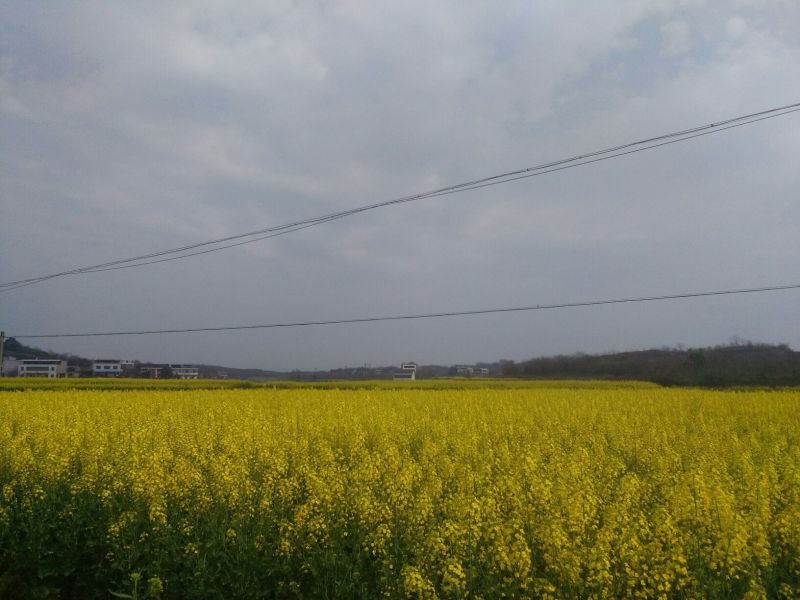 甘蓝型油菜籽1级