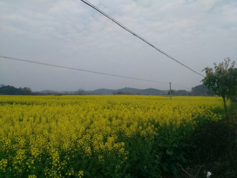 甘蓝型油菜籽1级