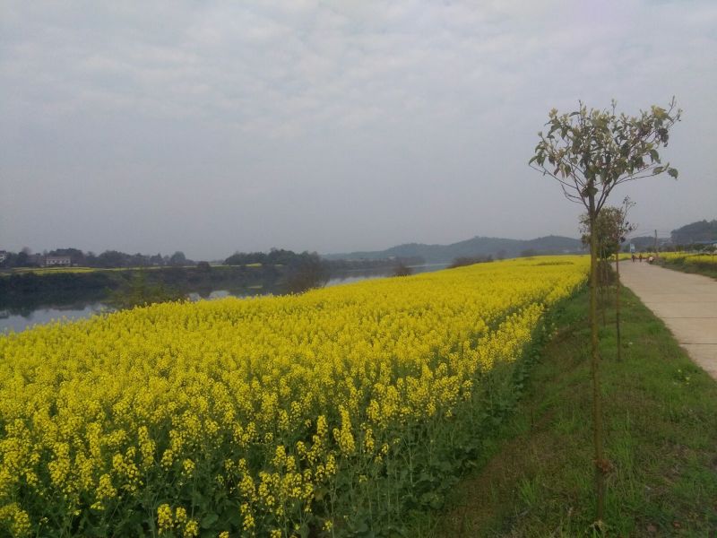 甘蓝型油菜籽1级