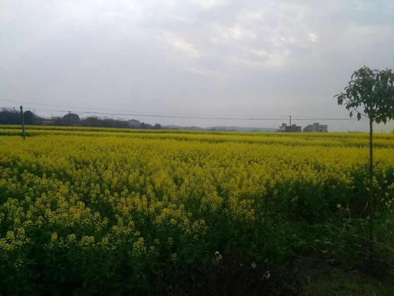 甘蓝型油菜籽1级