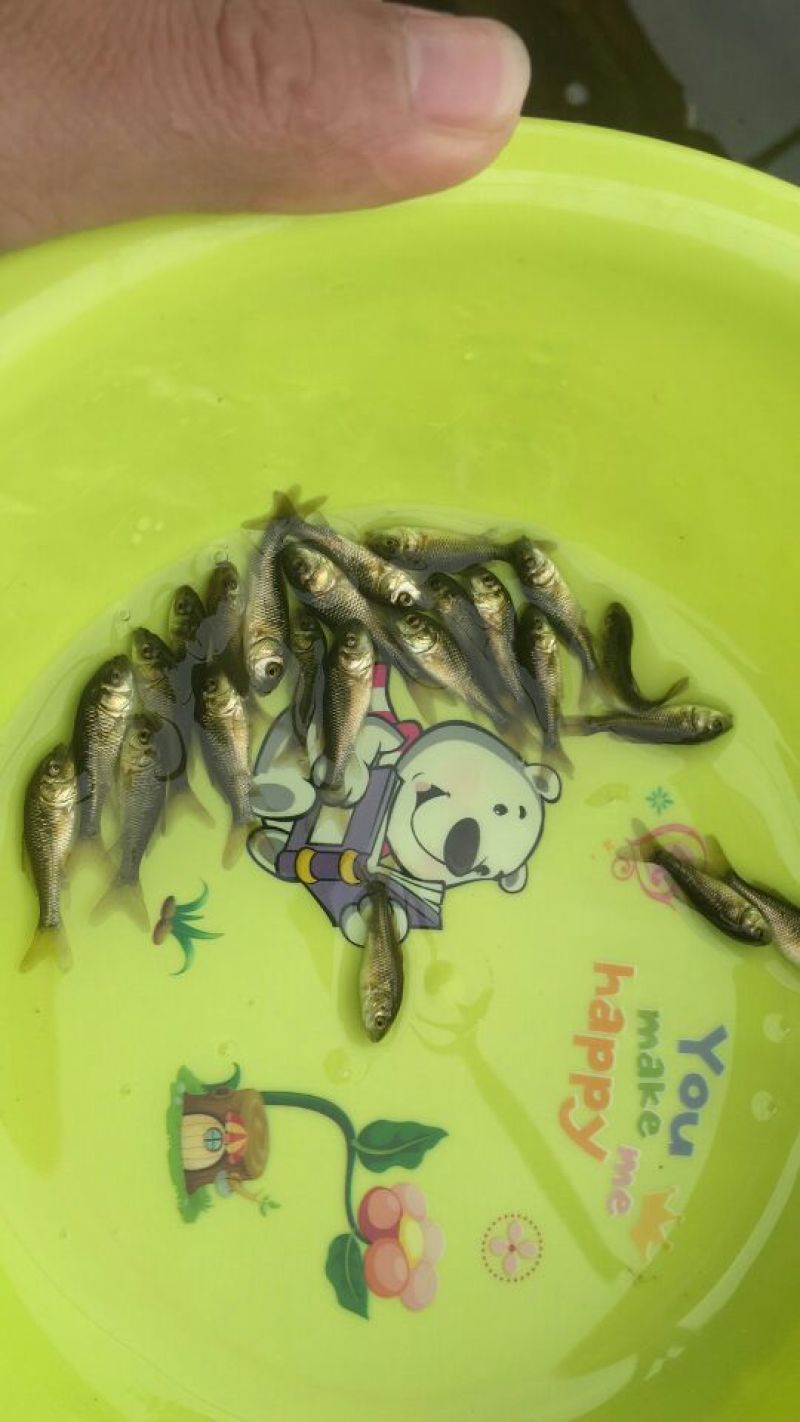 鲤鱼鱼苗鲤鱼苗红鲤鱼苗