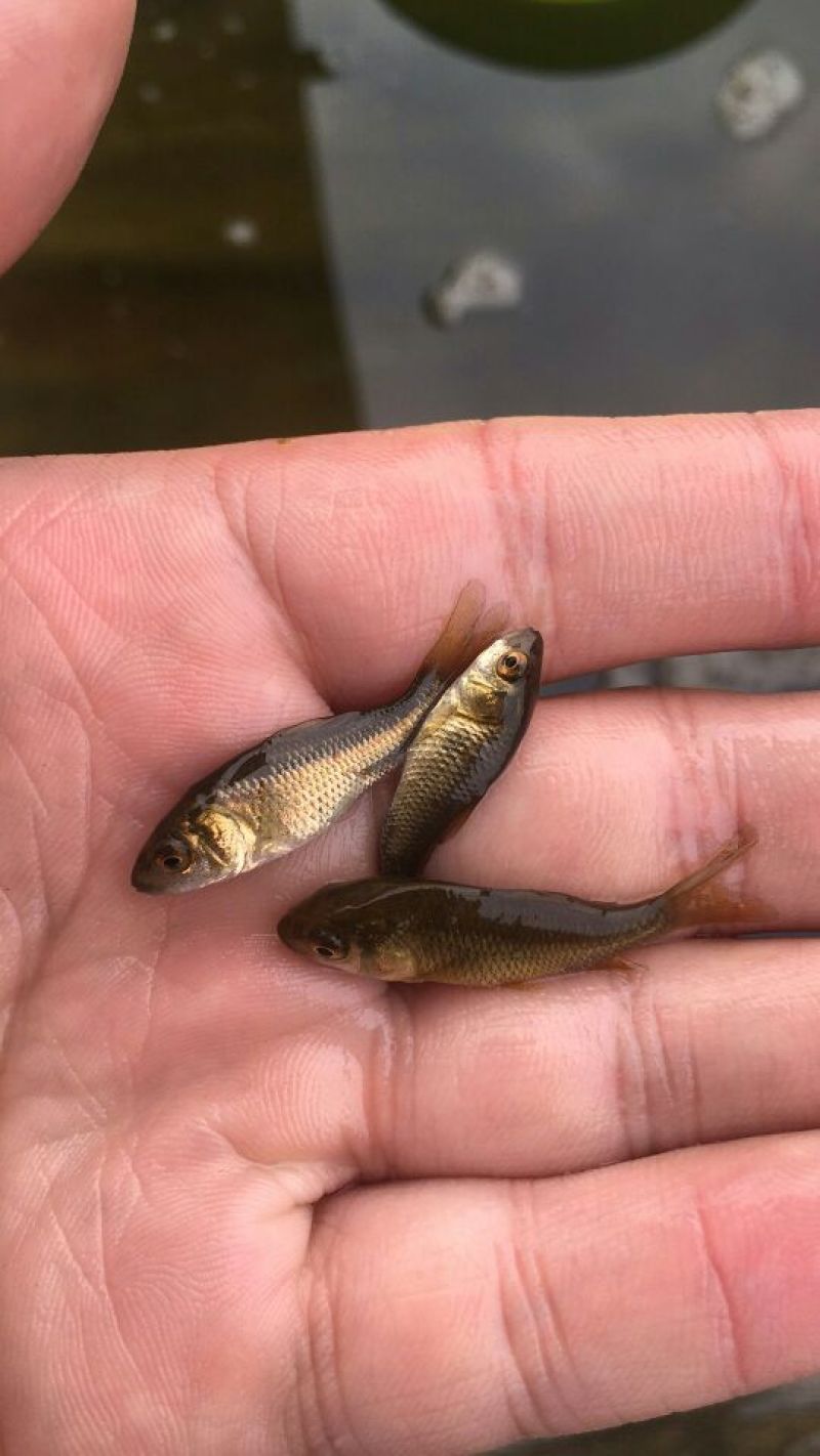鲤鱼鱼苗鲤鱼苗红鲤鱼苗