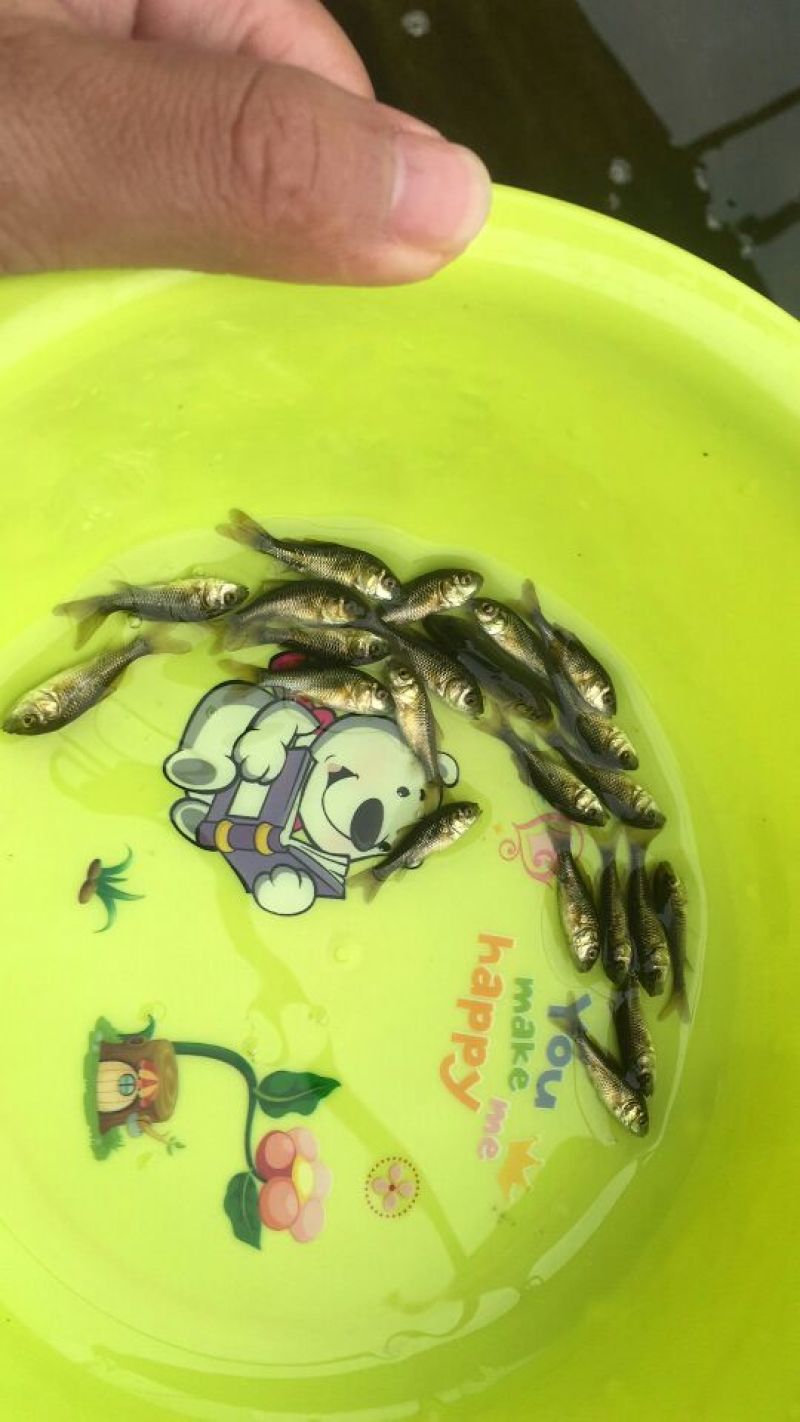 鲤鱼鱼苗鲤鱼苗红鲤鱼苗