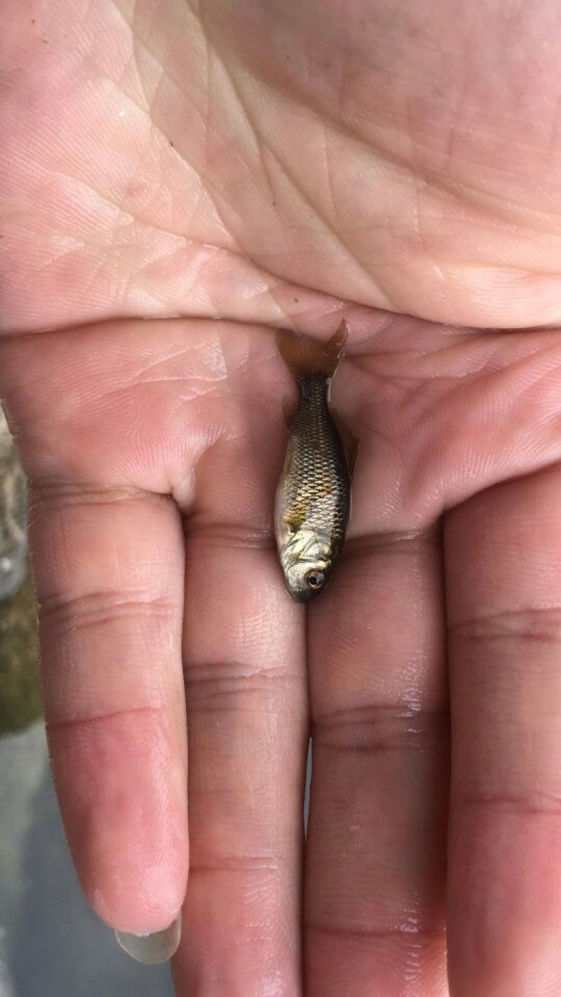 鲤鱼鱼苗鲤鱼苗红鲤鱼苗