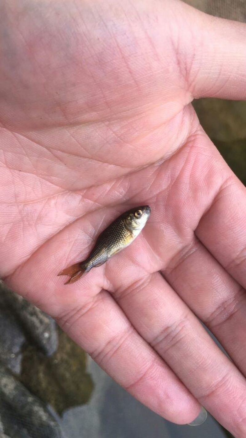 鲤鱼鱼苗鲤鱼苗红鲤鱼苗