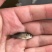 鲤鱼鱼苗鲤鱼苗红鲤鱼苗
