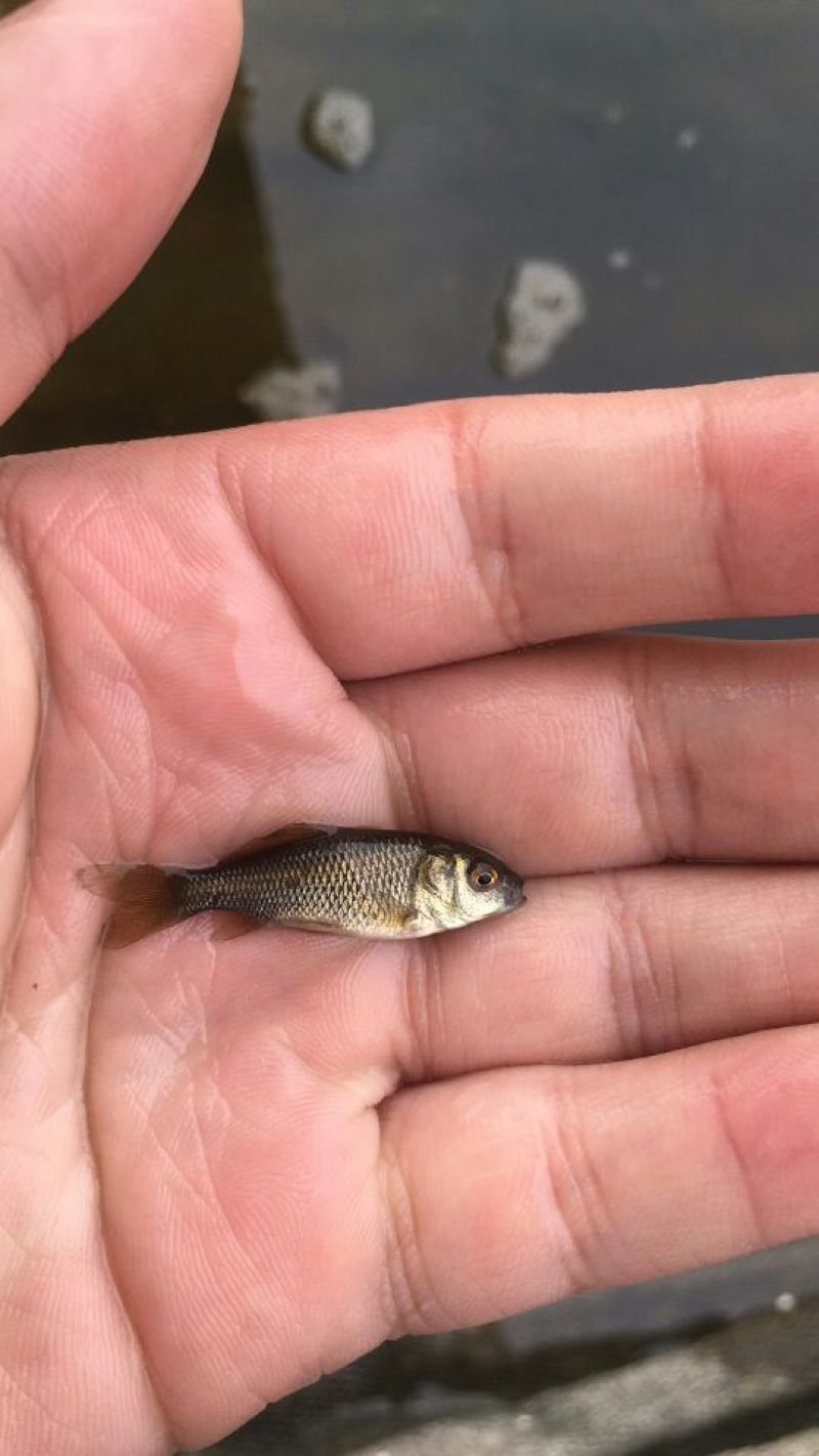 鲤鱼鱼苗鲤鱼苗红鲤鱼苗
