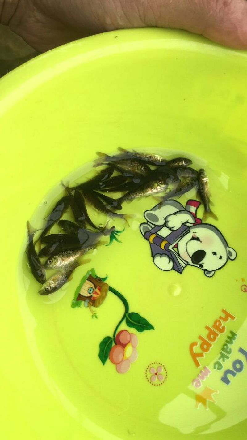 鲤鱼鱼苗鲤鱼苗红鲤鱼苗