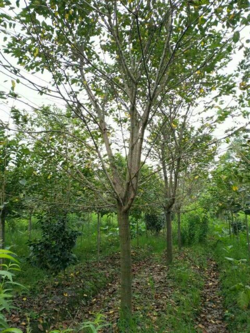 樱花树10~12cm
