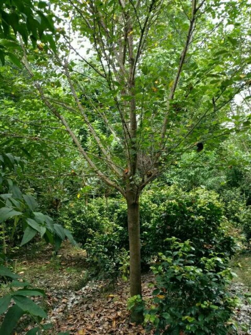 樱花树10~12cm