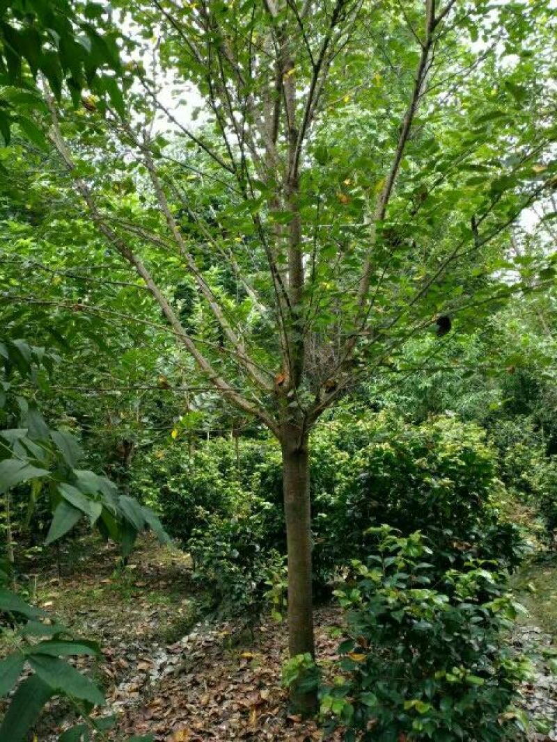 樱花树10~12cm