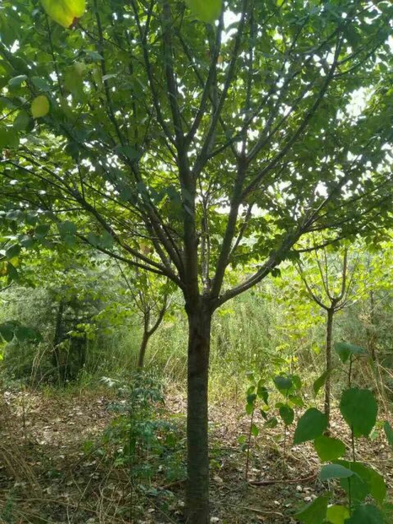 樱花树10~12cm
