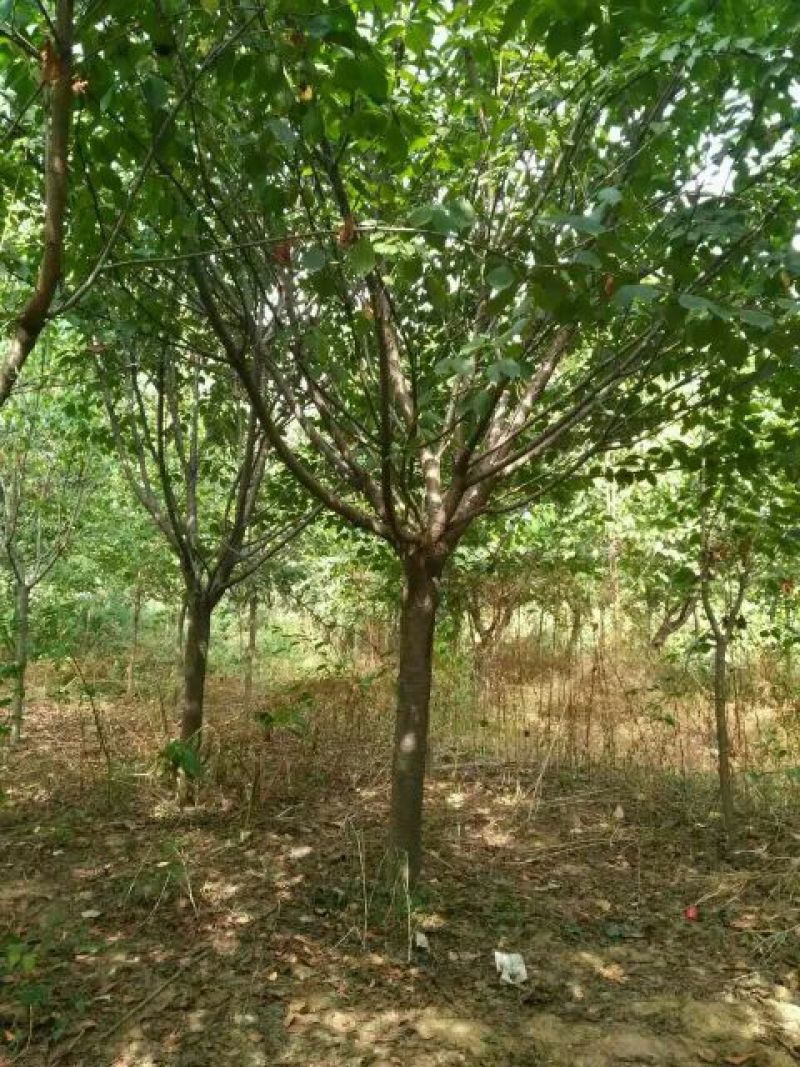 樱花树10~12cm