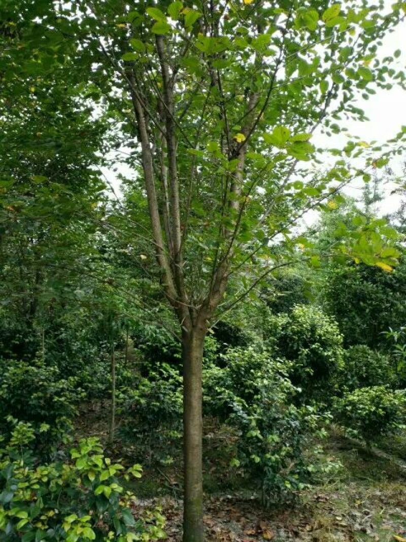 樱花树10~12cm