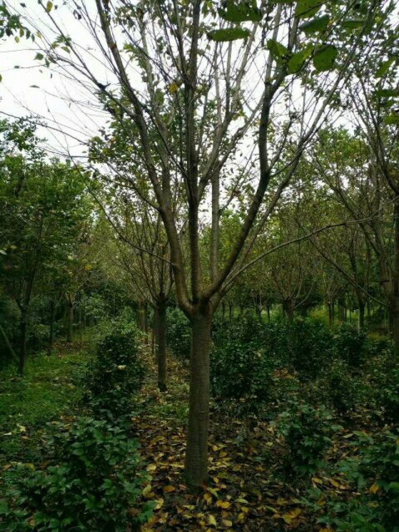 樱花树10~12cm